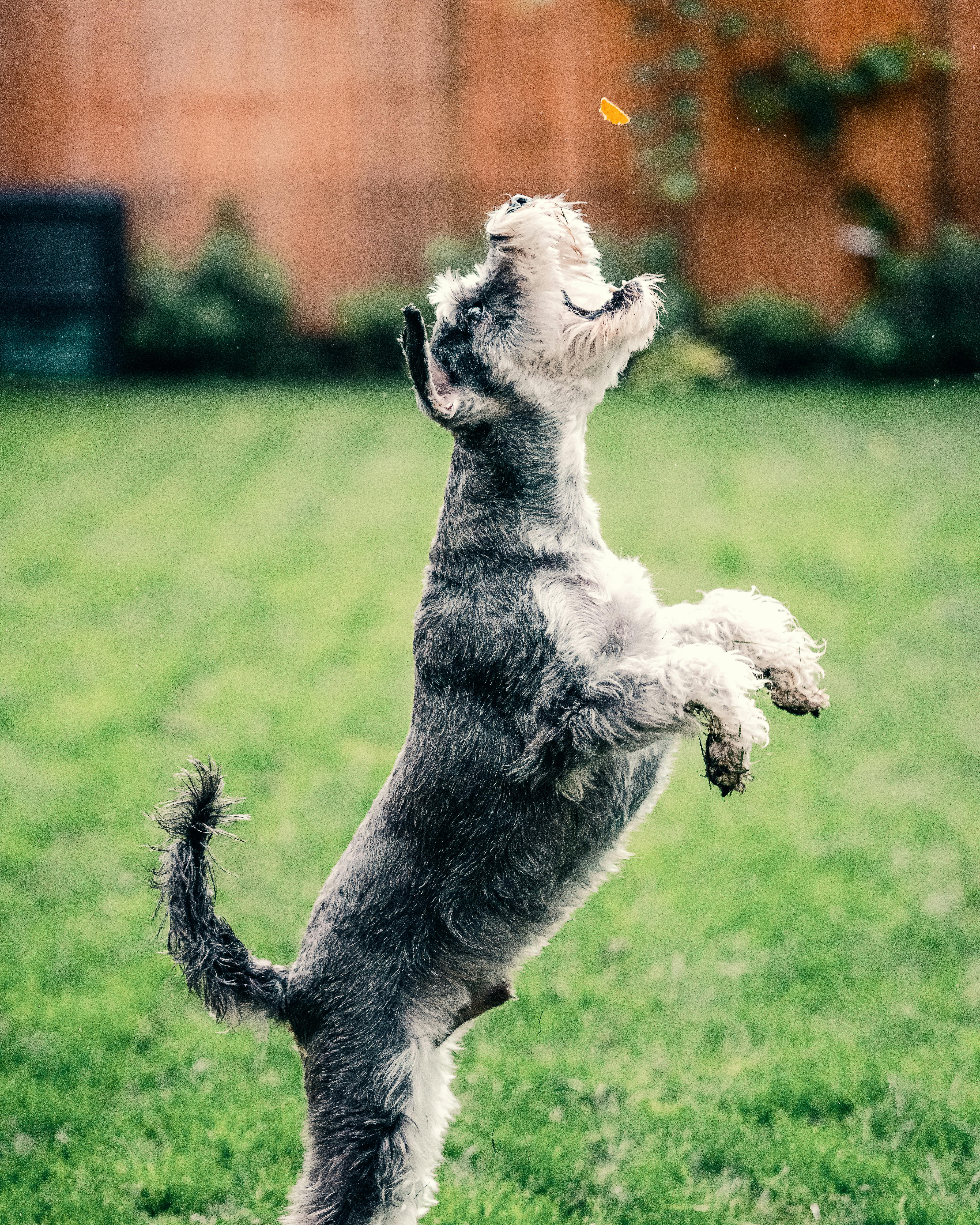 Dog Waste Removal Service
